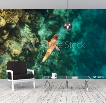 Picture of colorful fishes and corals underwater life in Maldives snorkeling and diving in exotic destination